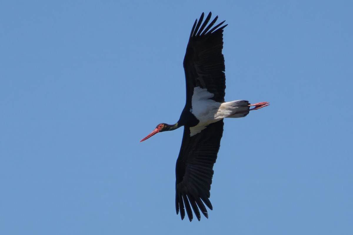 Black Stork - ML617939856