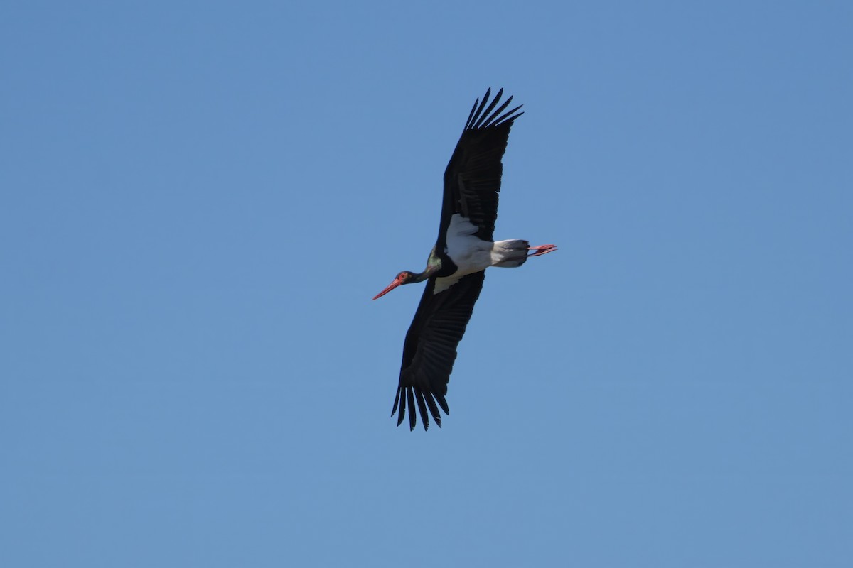 Black Stork - ML617939860