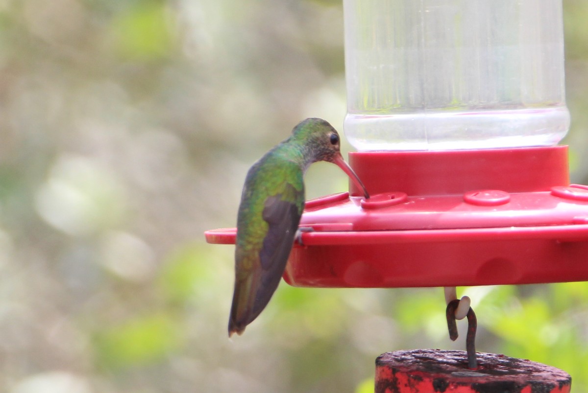 Buff-bellied Hummingbird - ML617939864