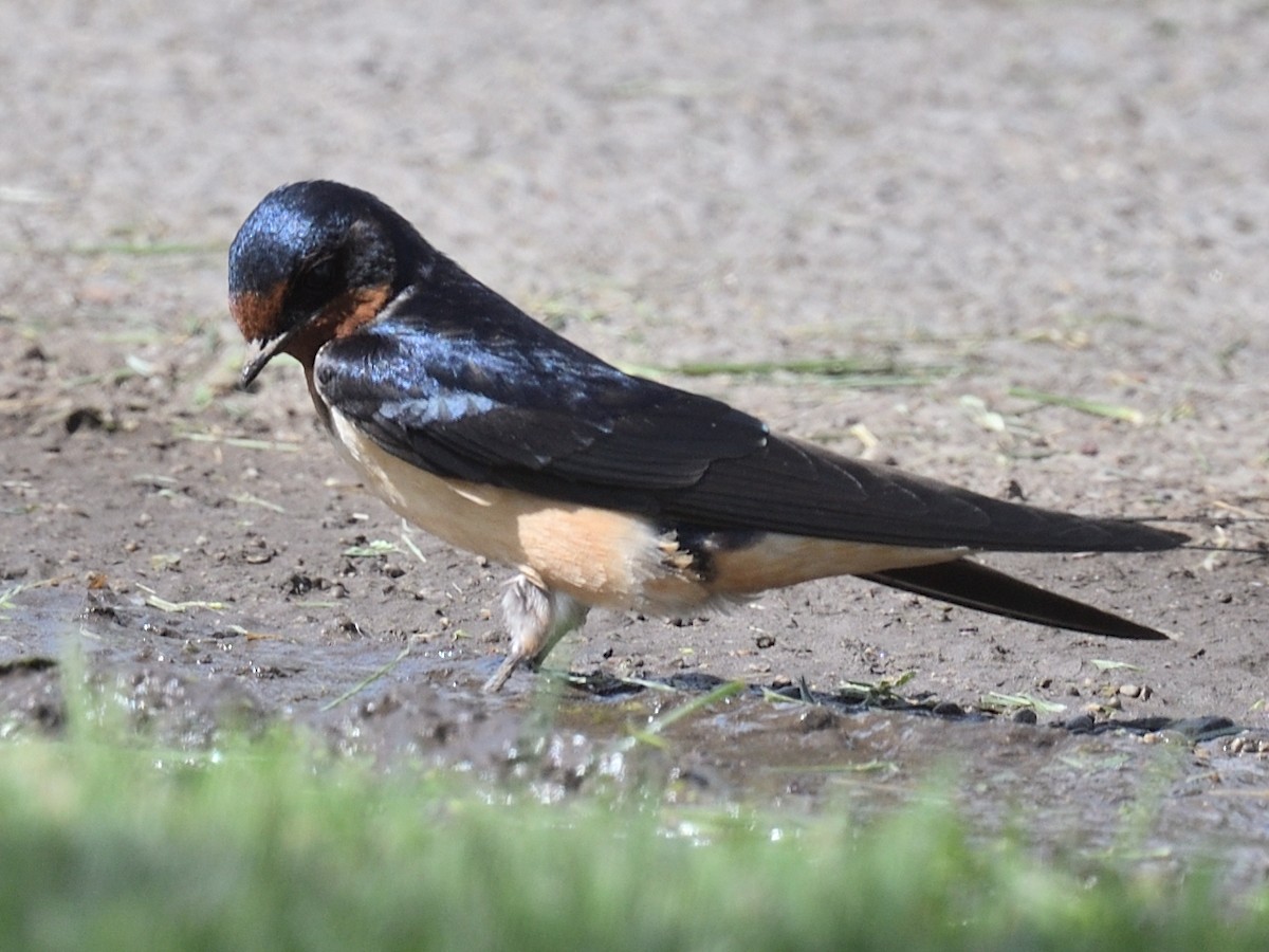 Barn Swallow - Colin Fisher