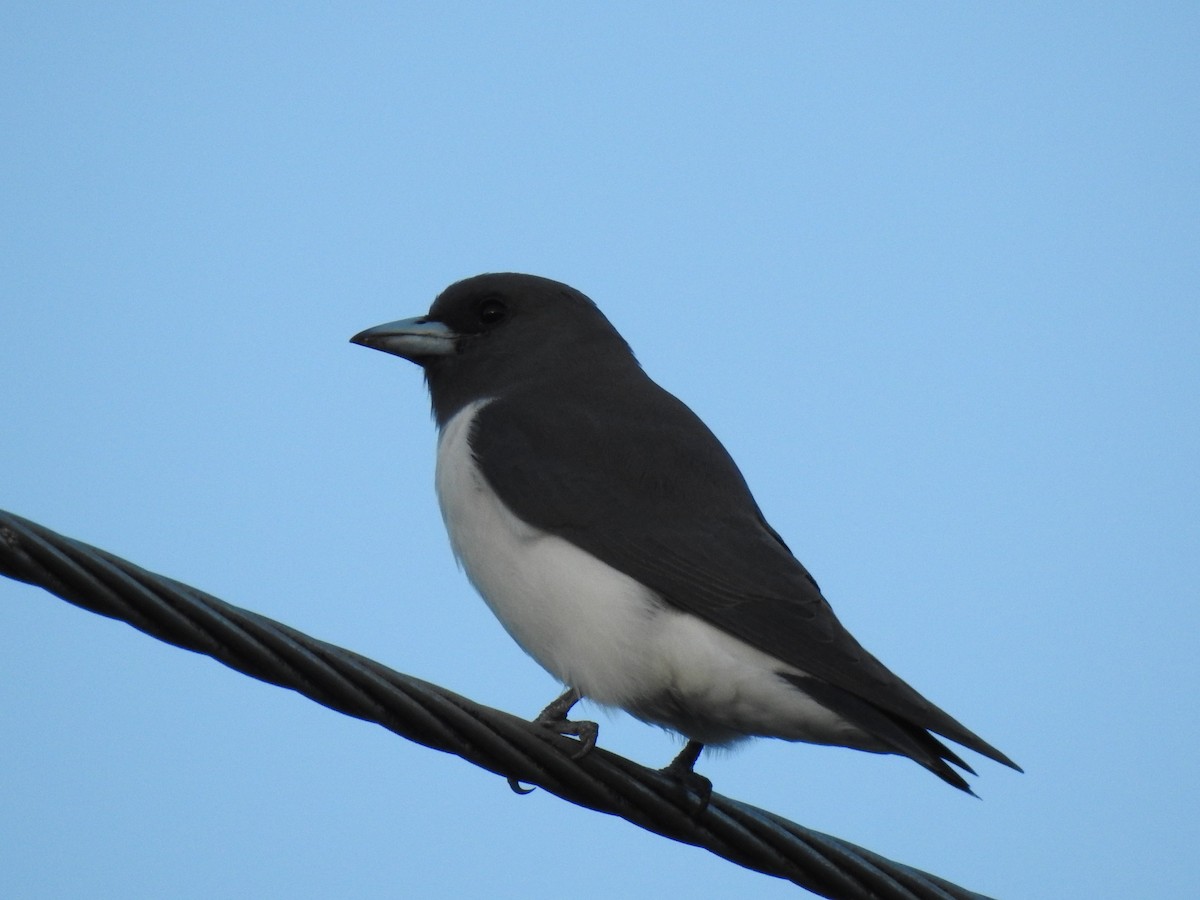 White-breasted Woodswallow - ML617939899