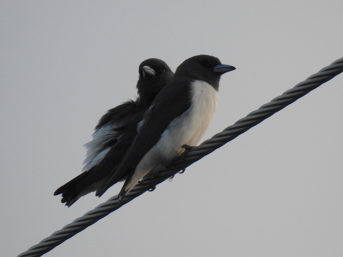White-breasted Woodswallow - ML617939901