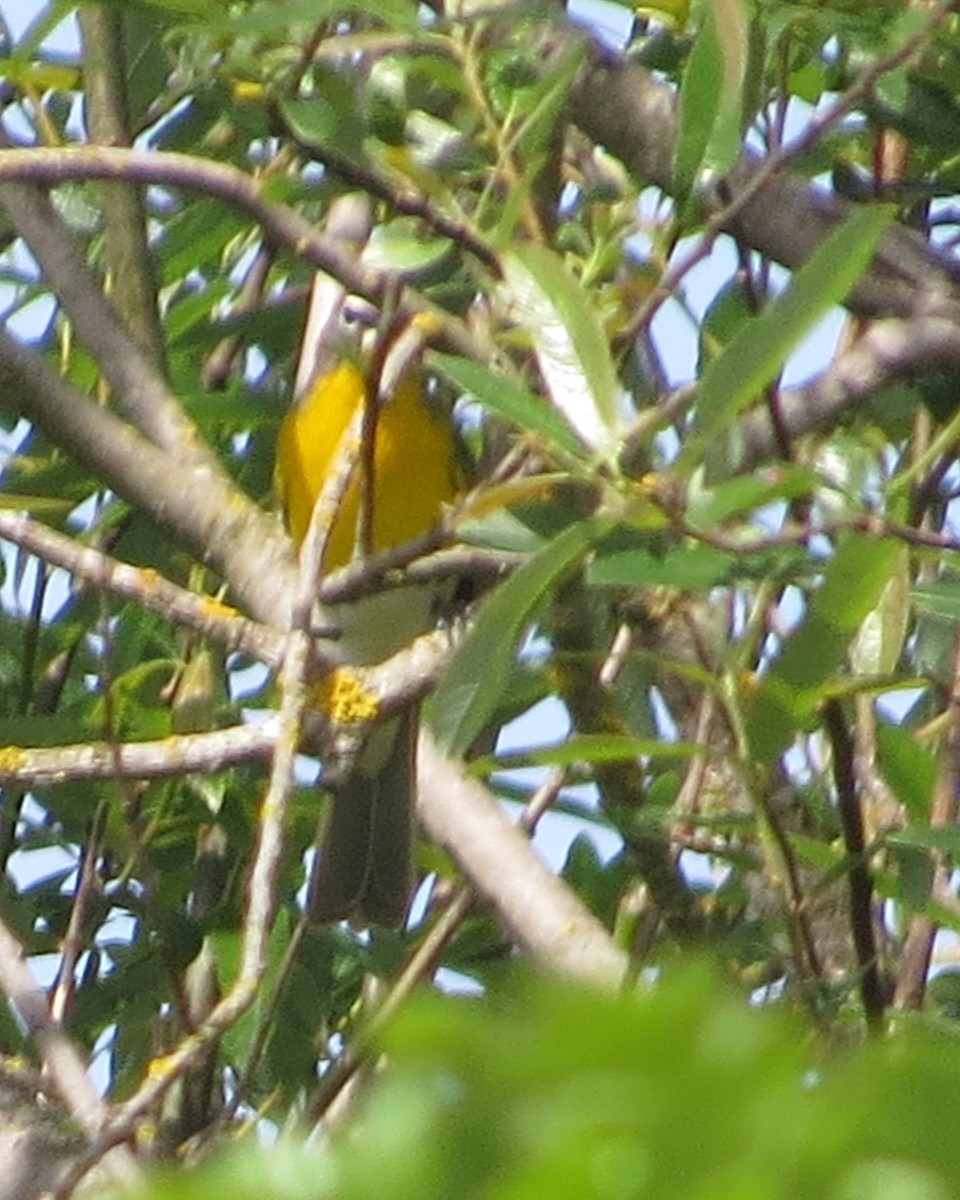 Yellow-breasted Chat - ML617939902