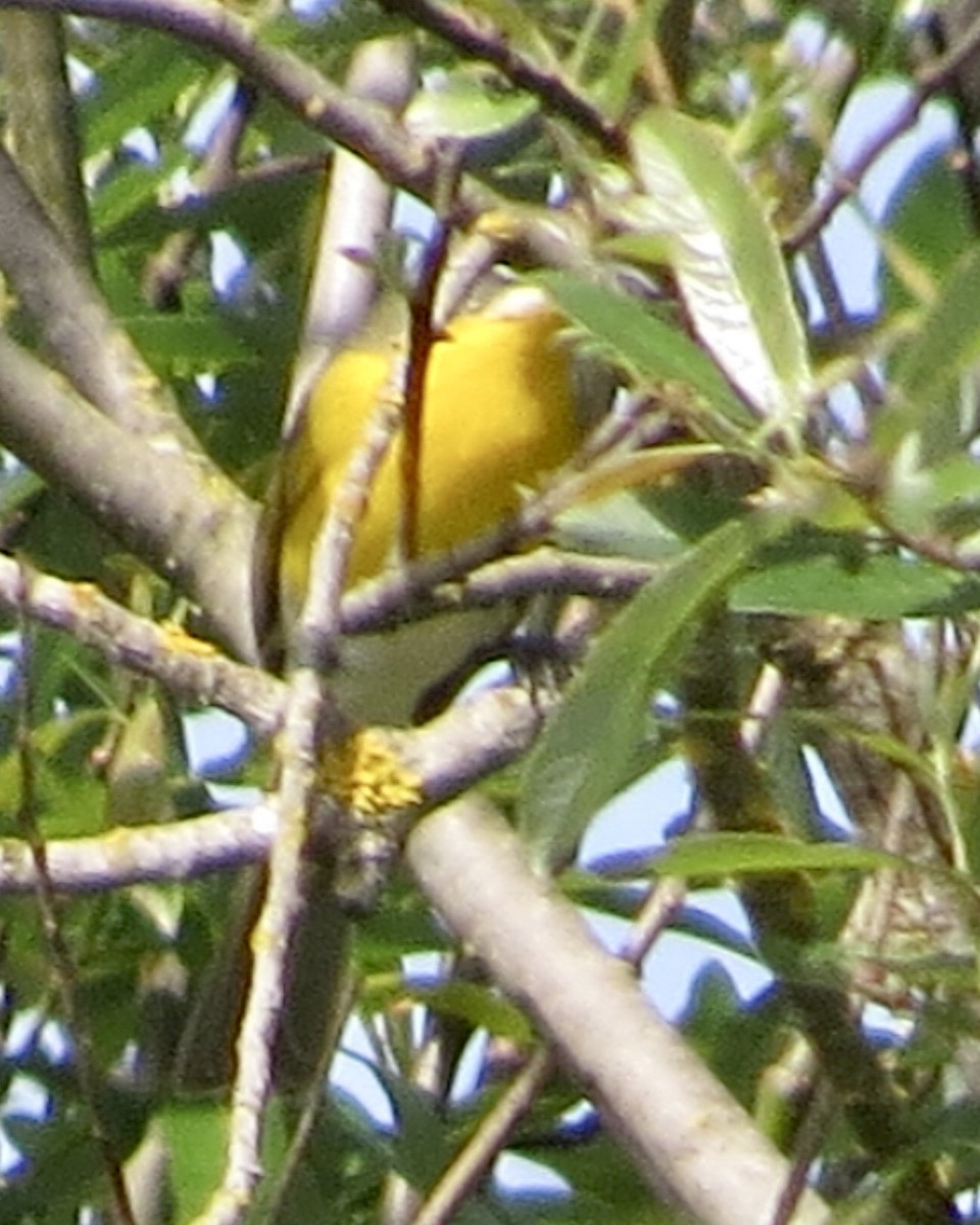 Yellow-breasted Chat - ML617939903