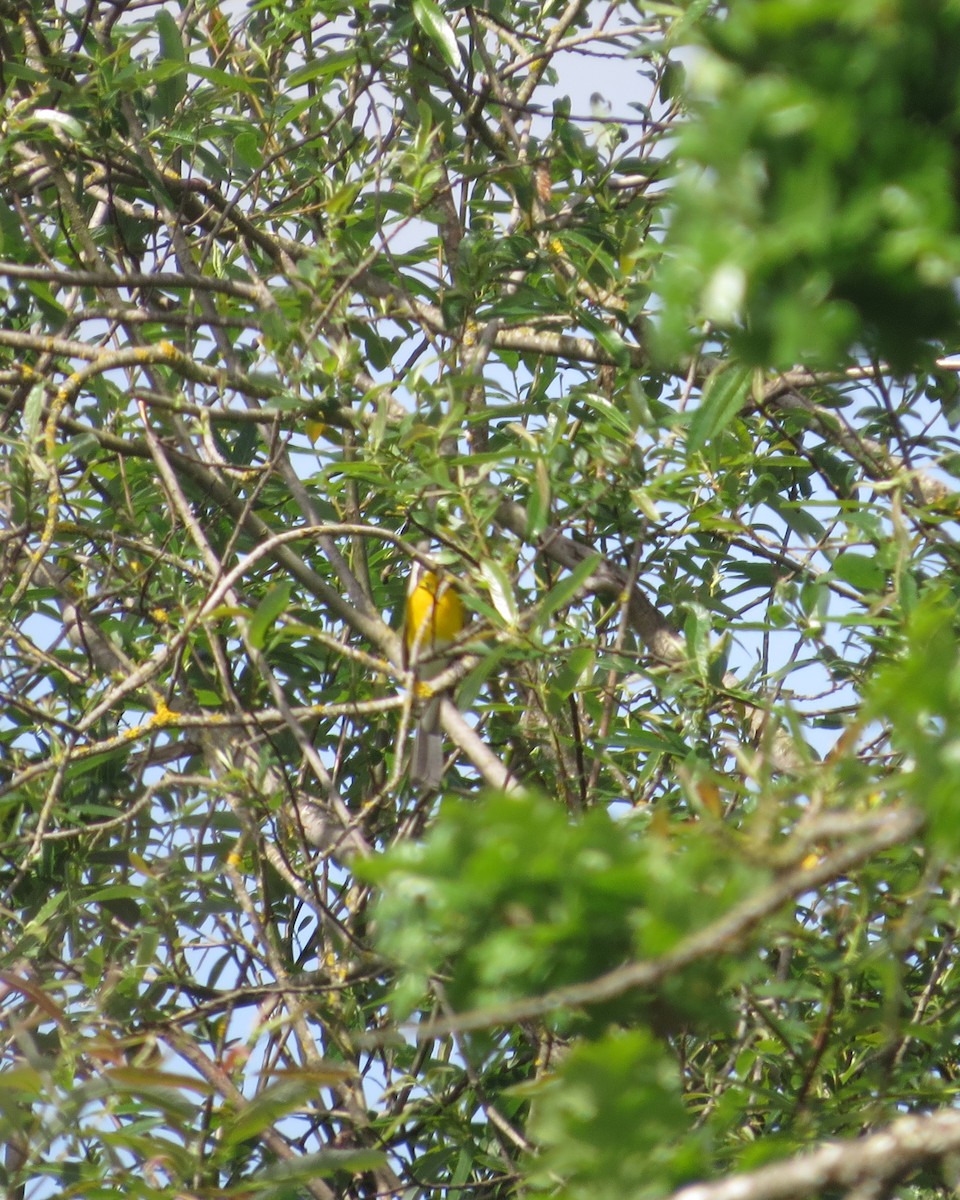 Yellow-breasted Chat - ML617939905