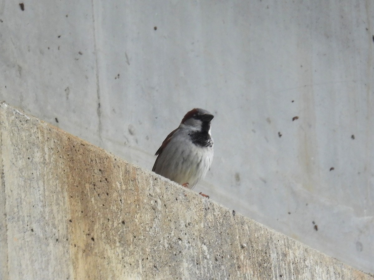 House Sparrow - bob butler
