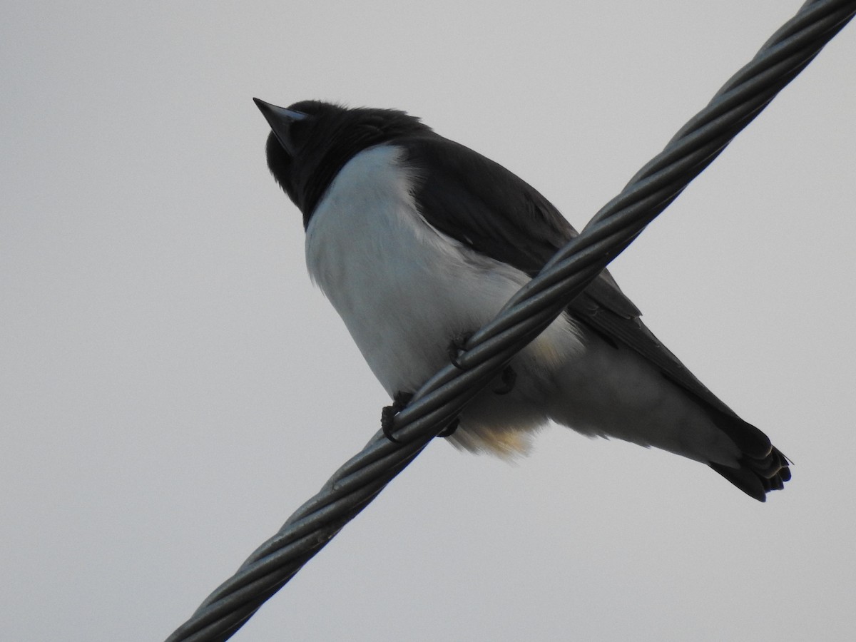 White-breasted Woodswallow - ML617939909
