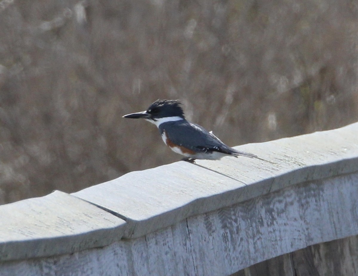 Belted Kingfisher - ML617939930