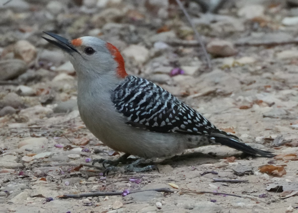 Red-bellied Woodpecker - Charlene Fan
