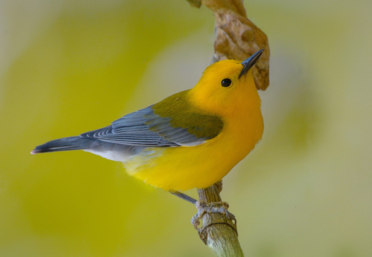 Prothonotary Warbler - ML617939957