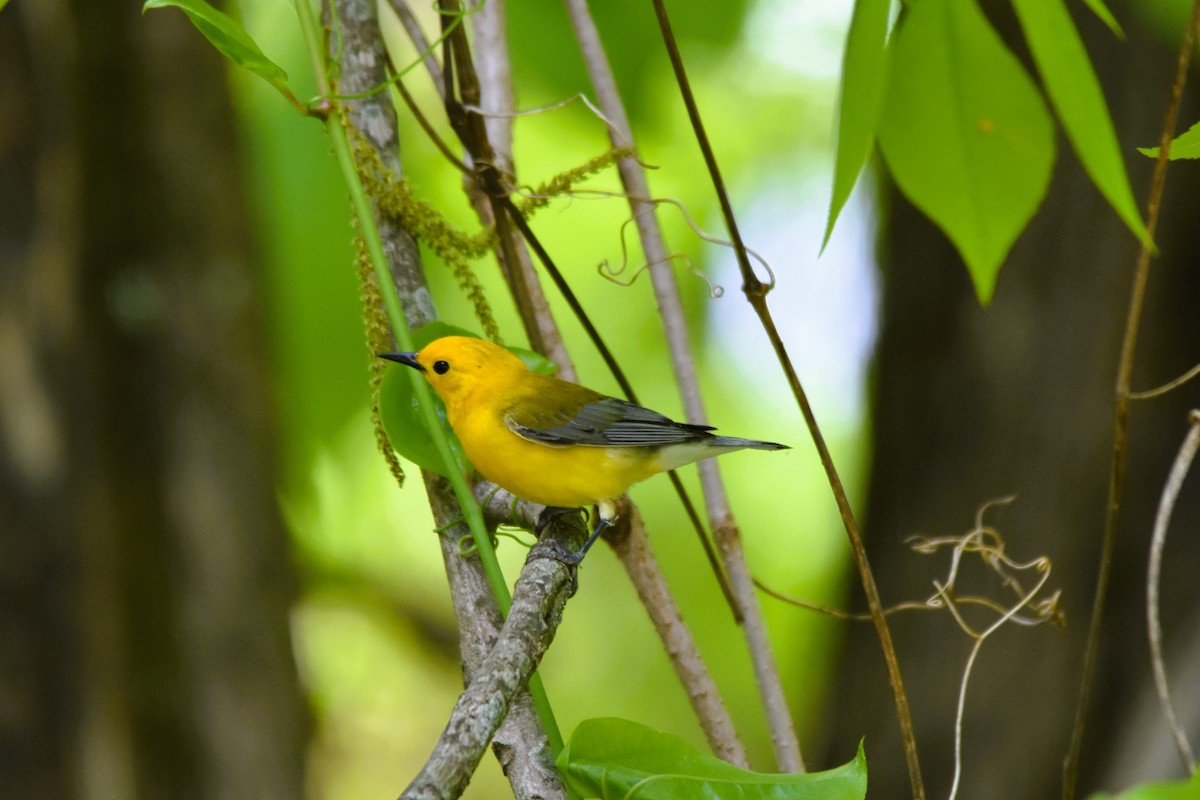 Prothonotary Warbler - ML617939983