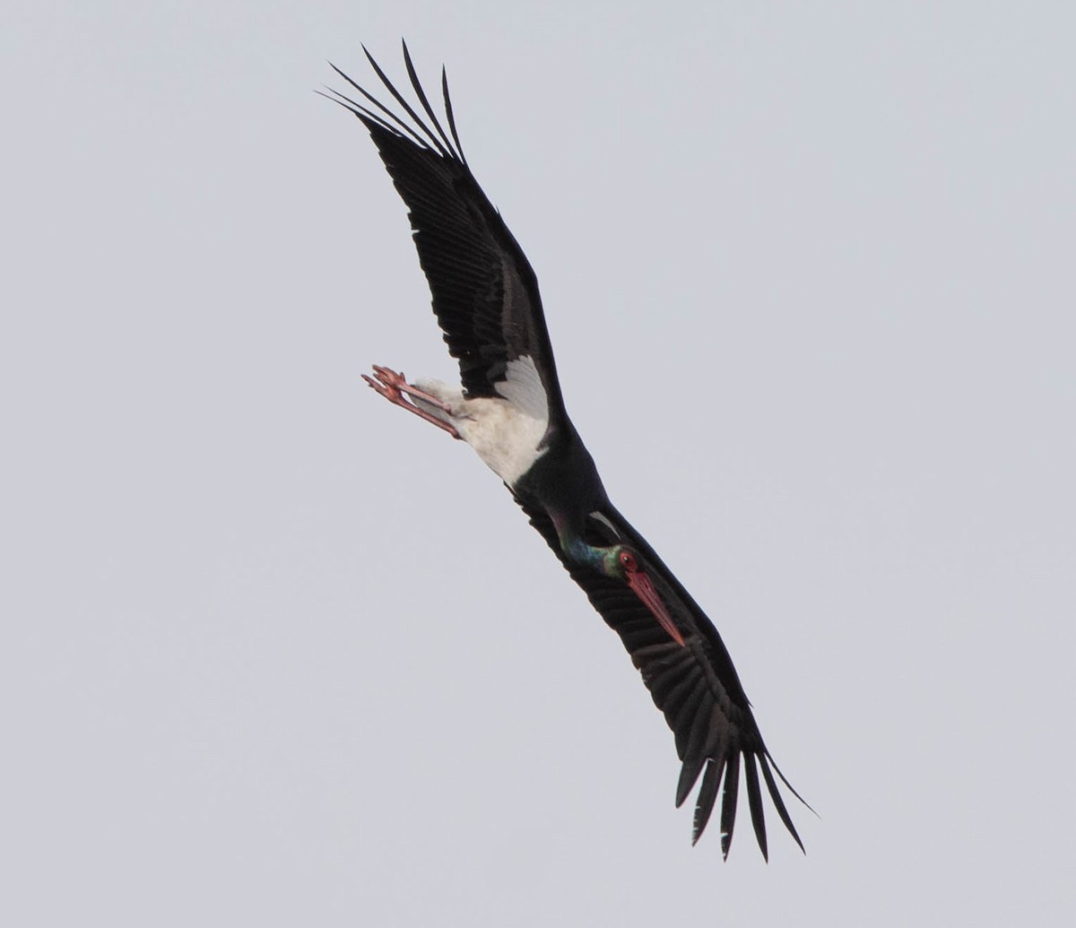 Black Stork - ML617939990