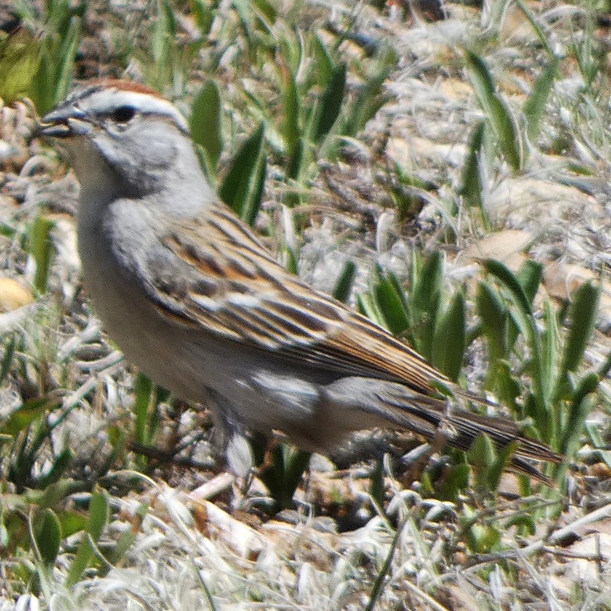 Chipping Sparrow - ML617940004