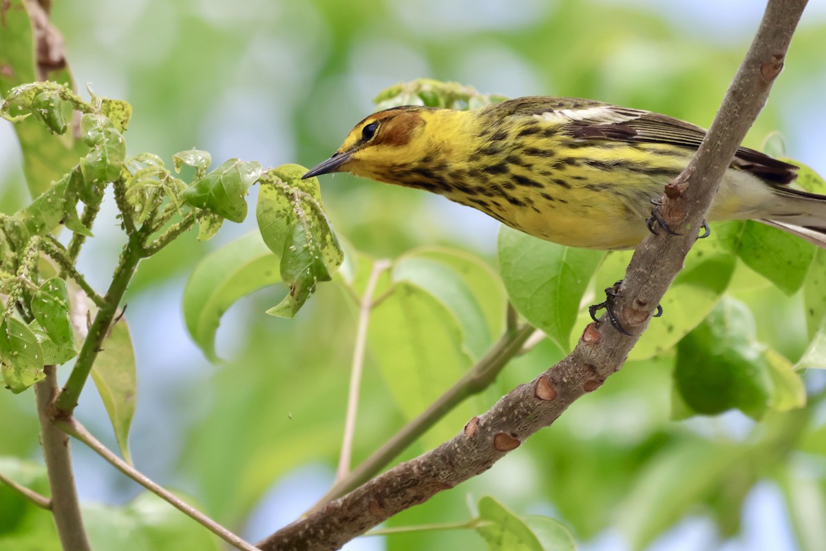 Cape May Warbler - ML617940010