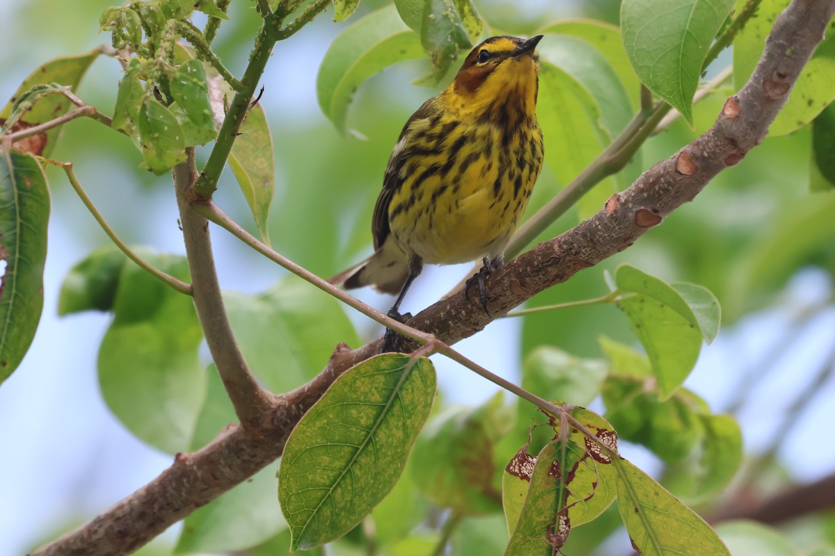 Cape May Warbler - ML617940011