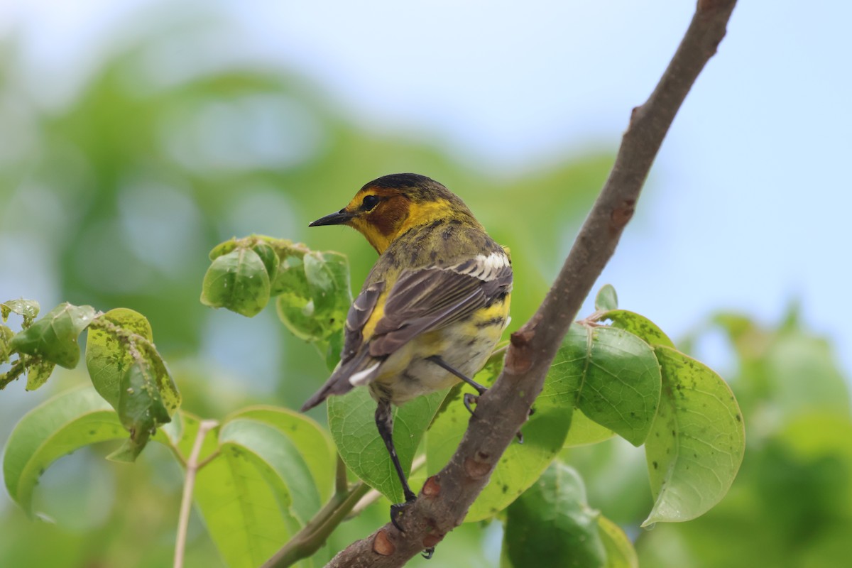 Cape May Warbler - ML617940012