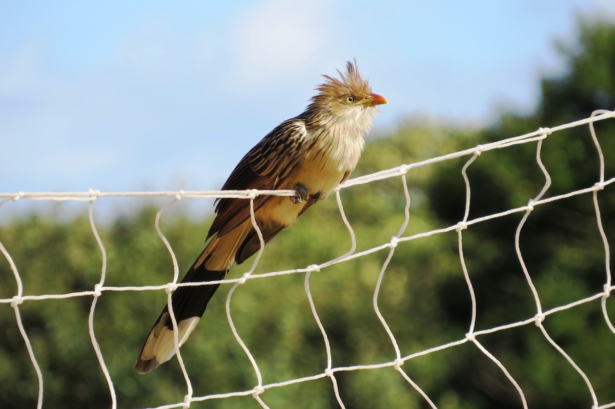 Guira Cuckoo - André Tostes Tostes