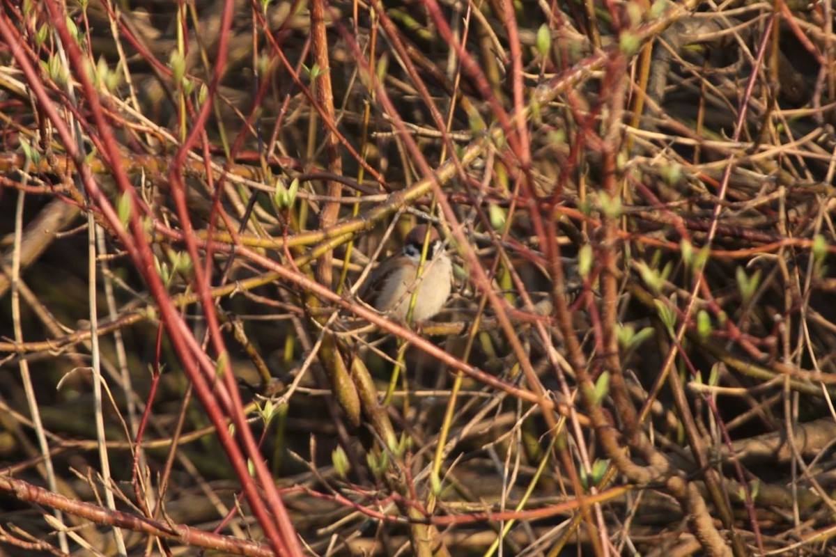 Eurasian Tree Sparrow - ML617940112