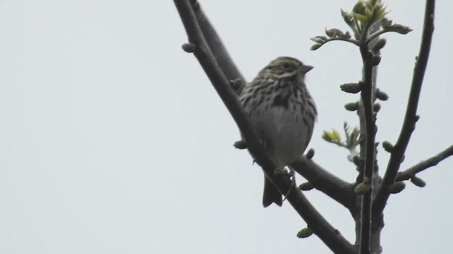Savannah Sparrow (Savannah) - ML617940136