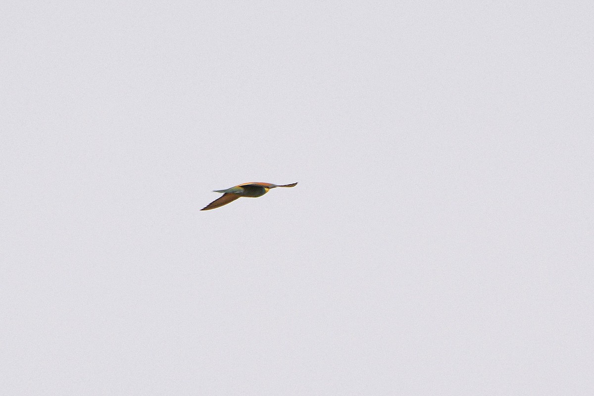European Bee-eater - ML617940146