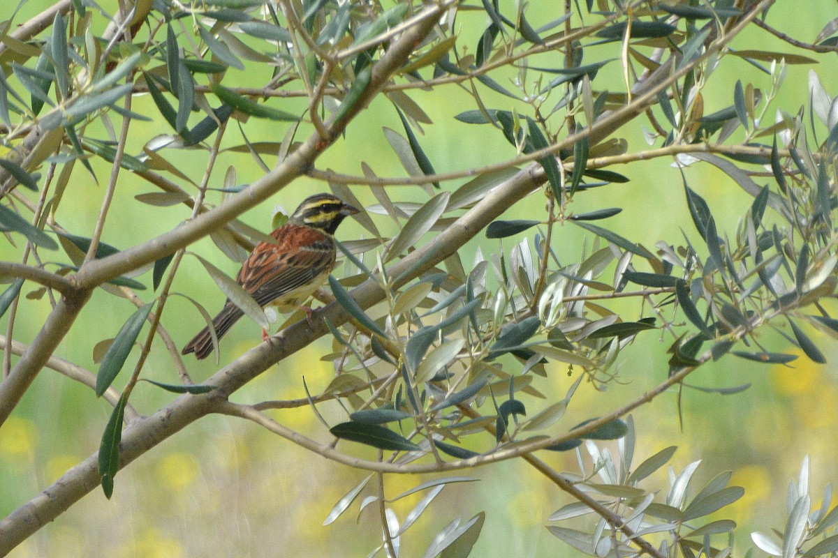 Cirl Bunting - ML617940162