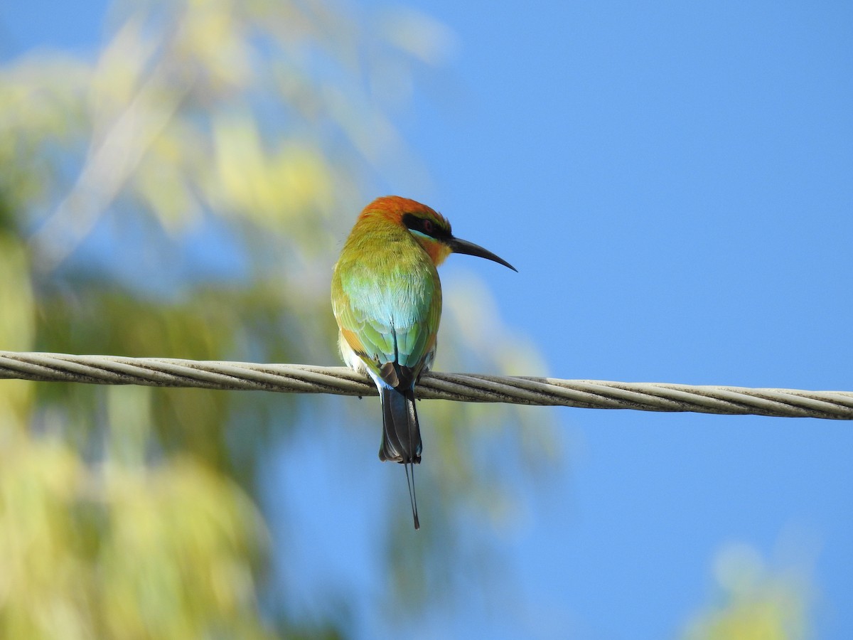 Rainbow Bee-eater - ML617940172