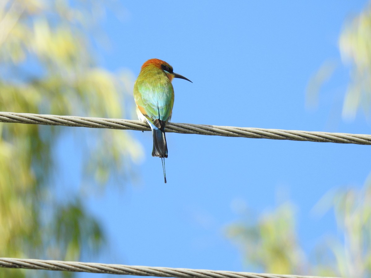 Rainbow Bee-eater - ML617940178