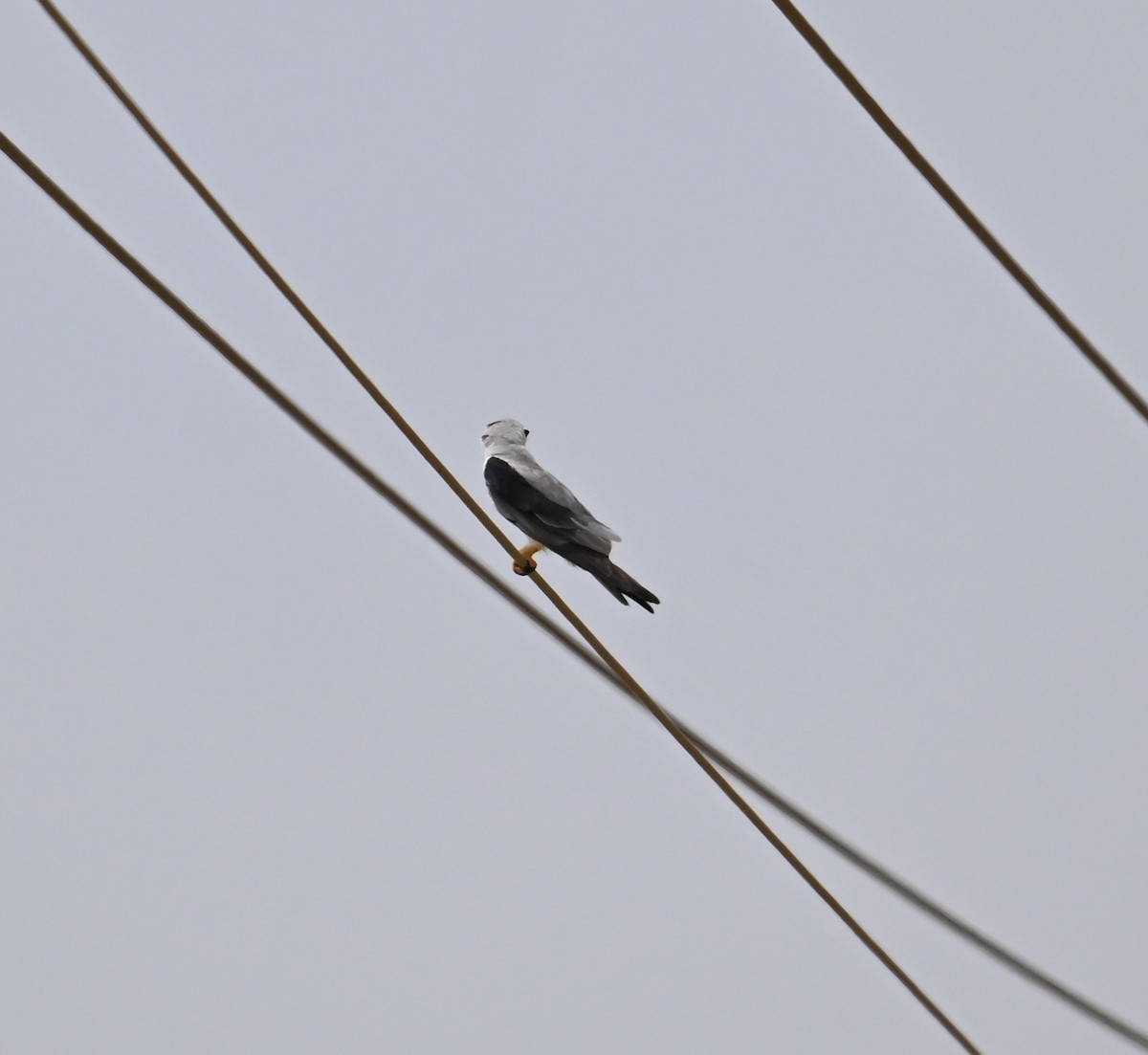Black-winged Kite - ML617940224