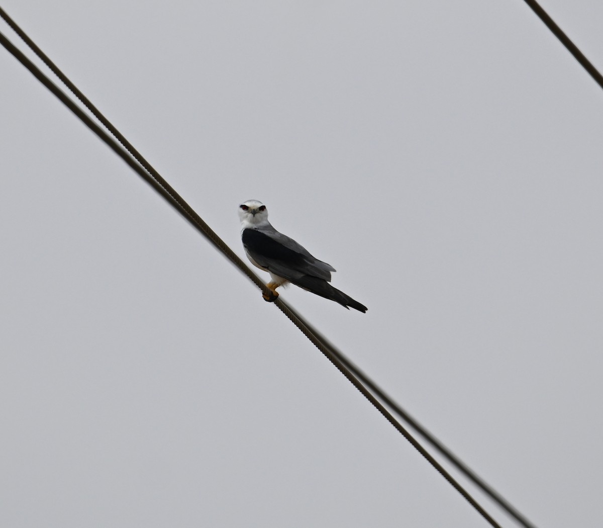 Black-winged Kite - ML617940228