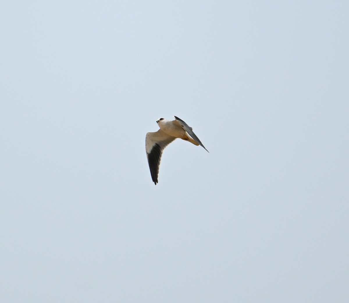 Black-winged Kite - David Darrell-Lambert