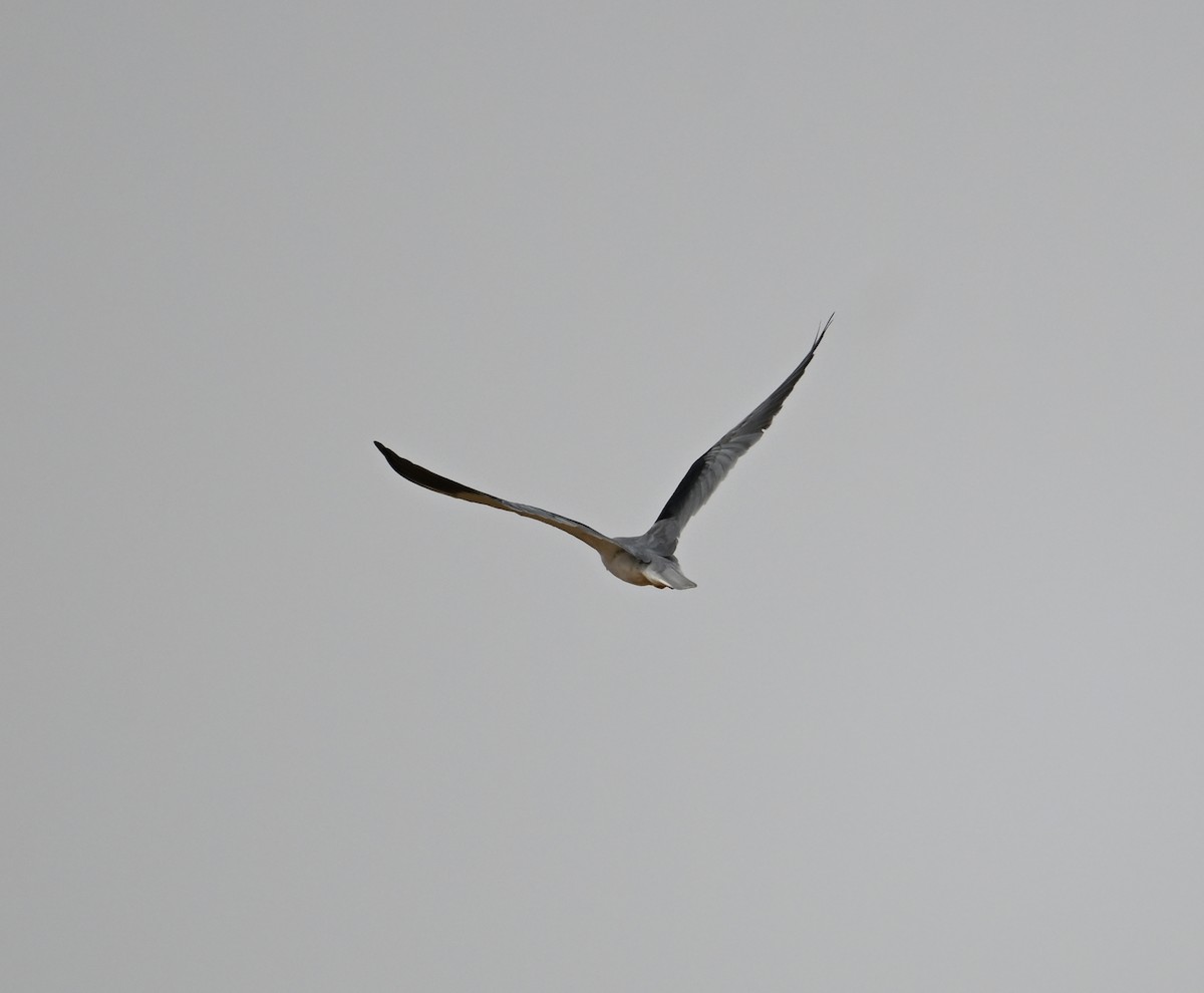 Black-winged Kite - ML617940231