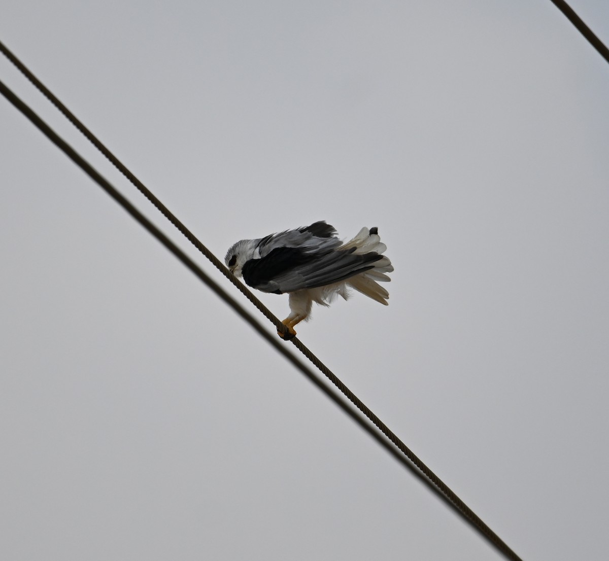 Black-winged Kite - David Darrell-Lambert