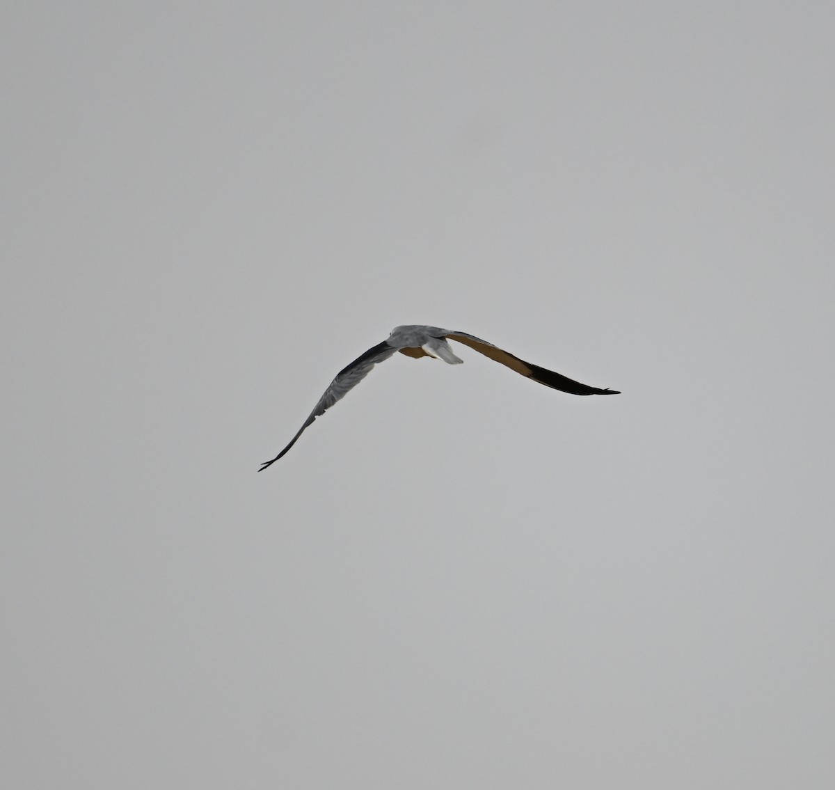 Black-winged Kite - ML617940238