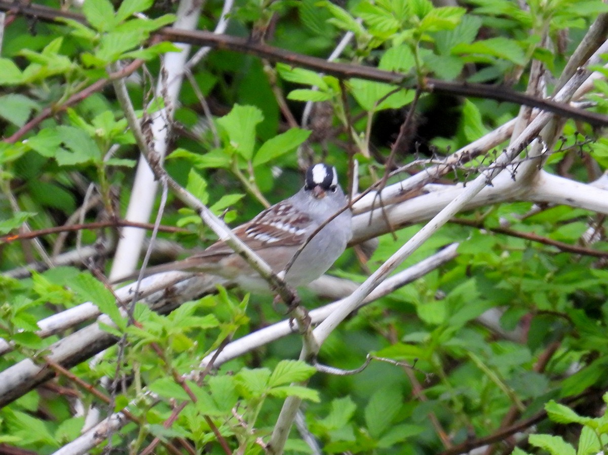 White-crowned Sparrow - bob butler