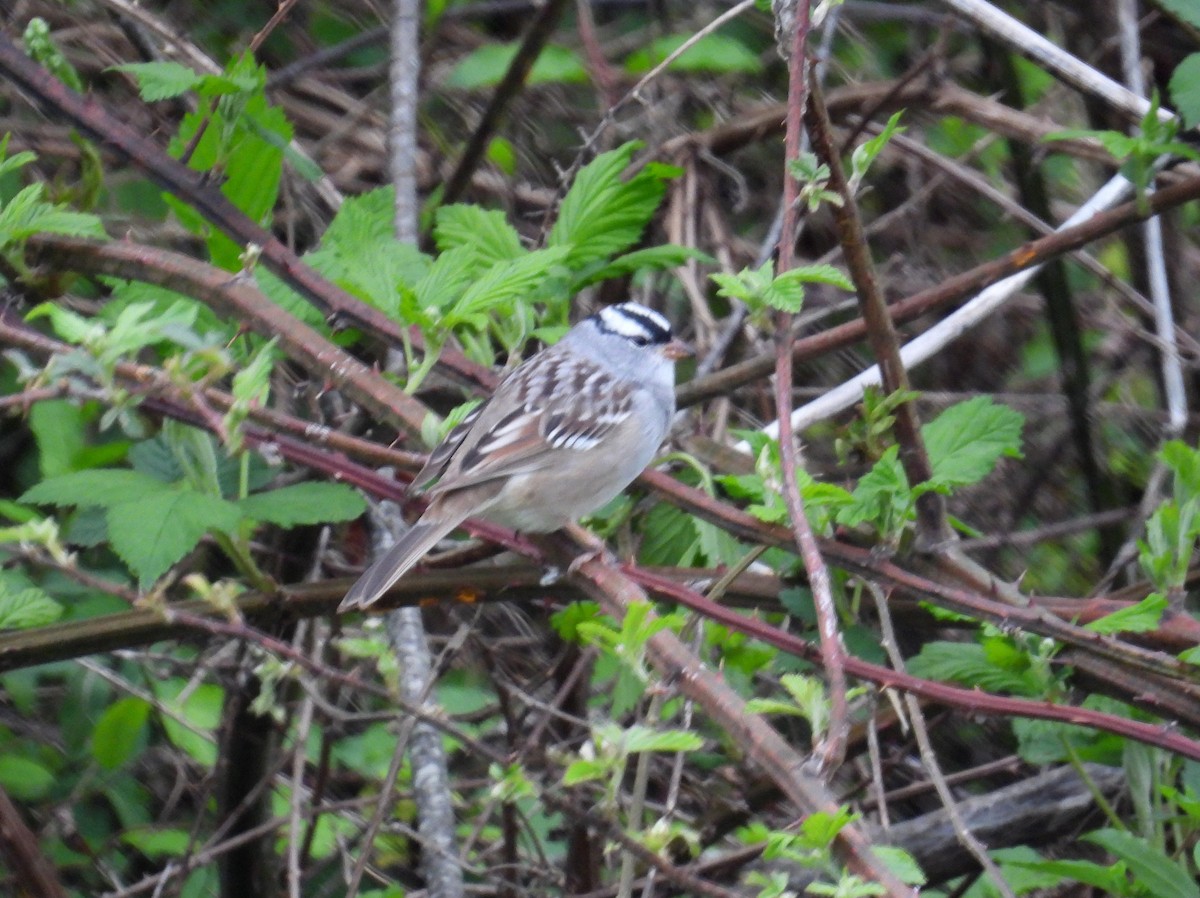 White-crowned Sparrow - ML617940248
