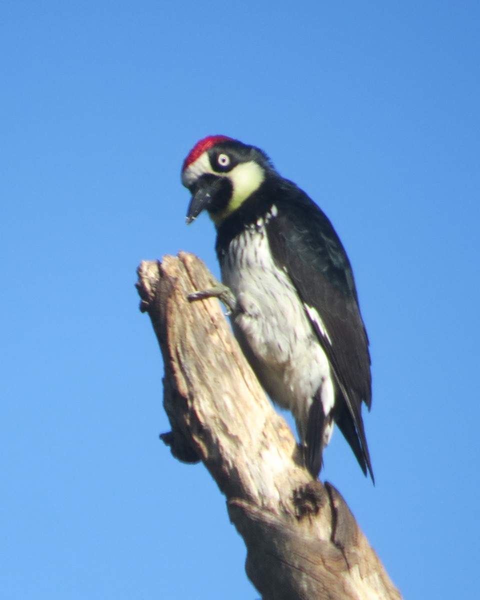 Acorn Woodpecker - Mookie Fudemberg