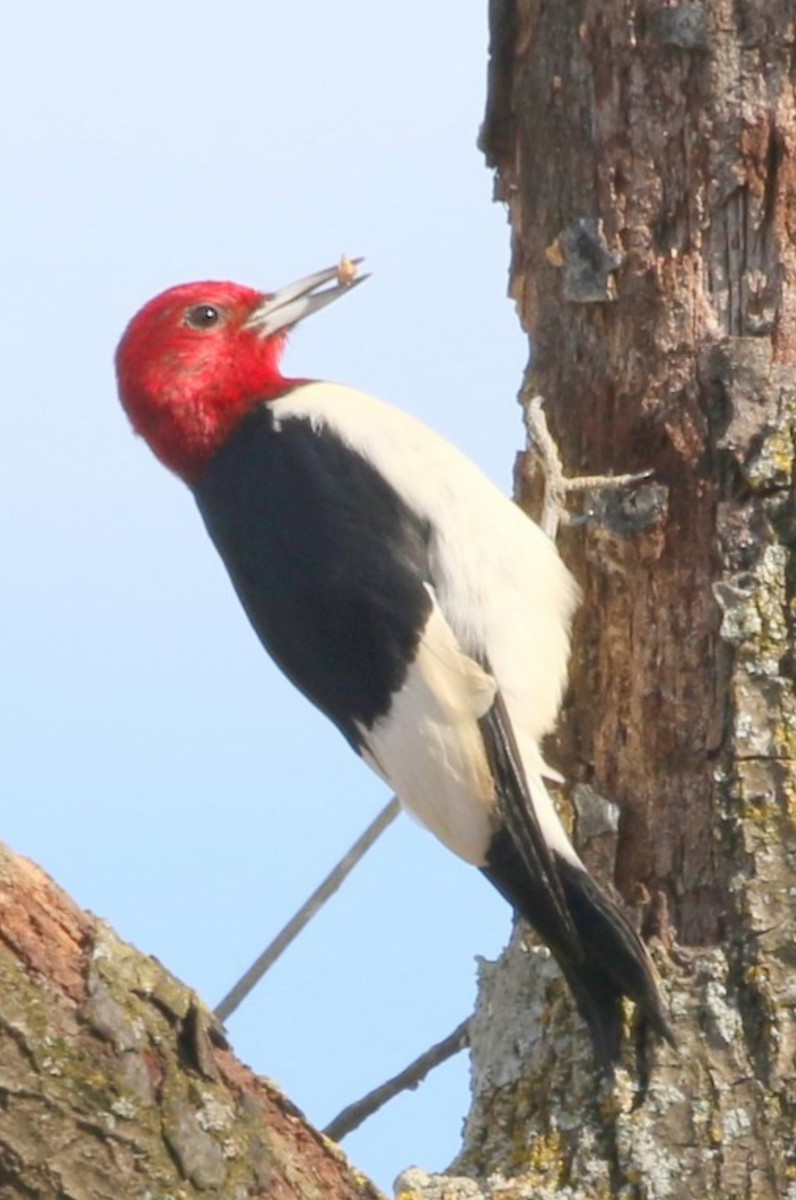 Red-headed Woodpecker - Pierre Howard