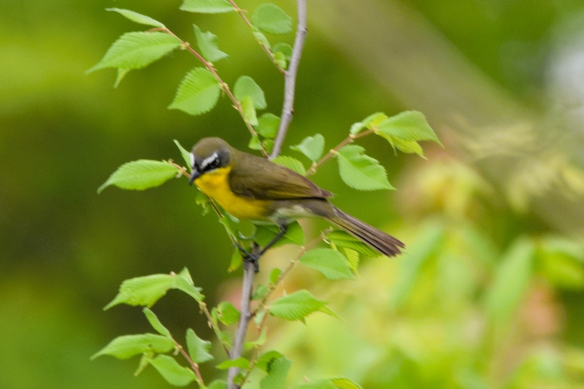 Yellow-breasted Chat - ML617940280