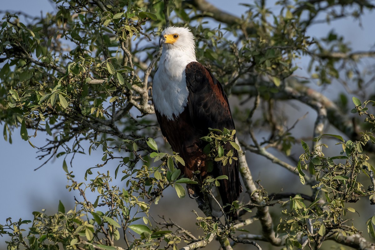 African Fish-Eagle - ML617940335