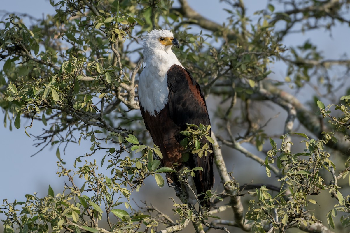 African Fish-Eagle - ML617940337