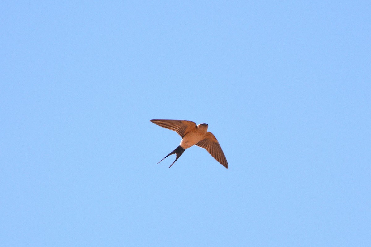 Red-rumped Swallow (Red-rumped) - ML617940342