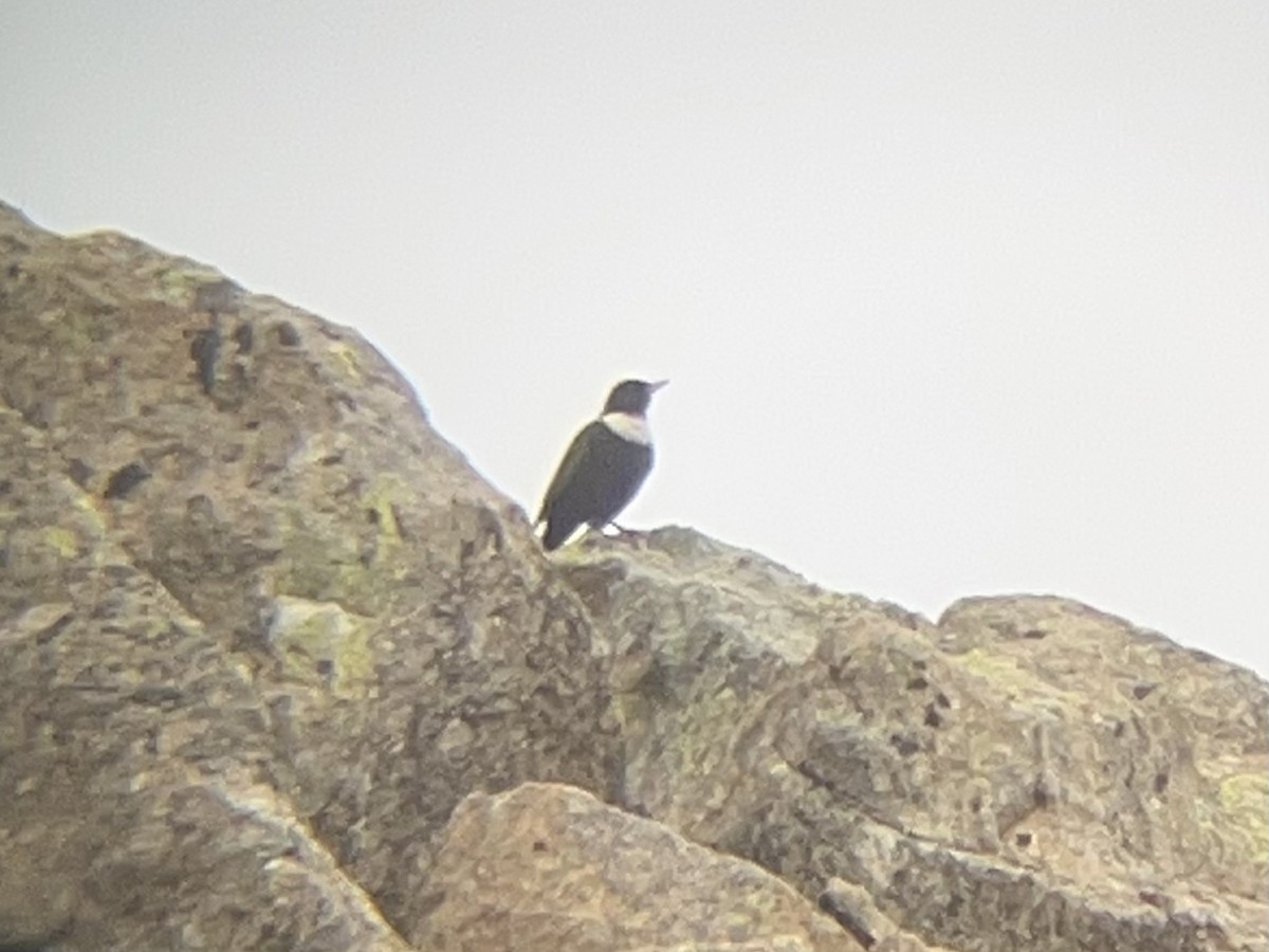 Ring Ouzel (Northern) - ML617940353