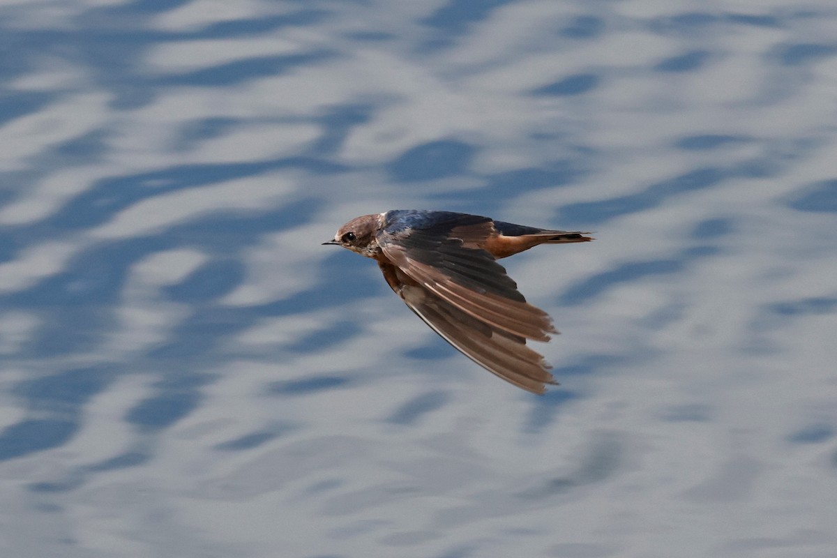 Barn Swallow - ML617940354