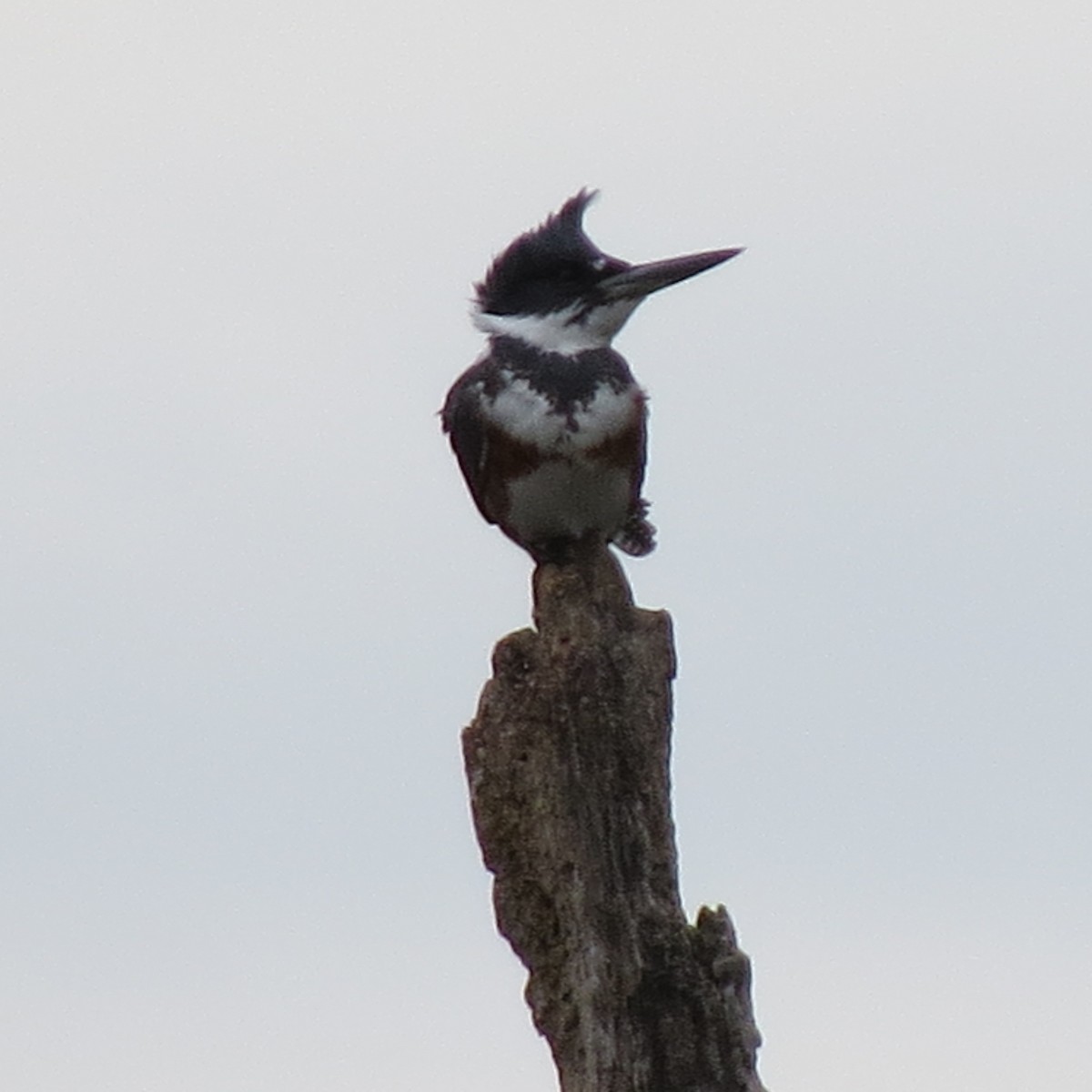 Belted Kingfisher - ML617940372