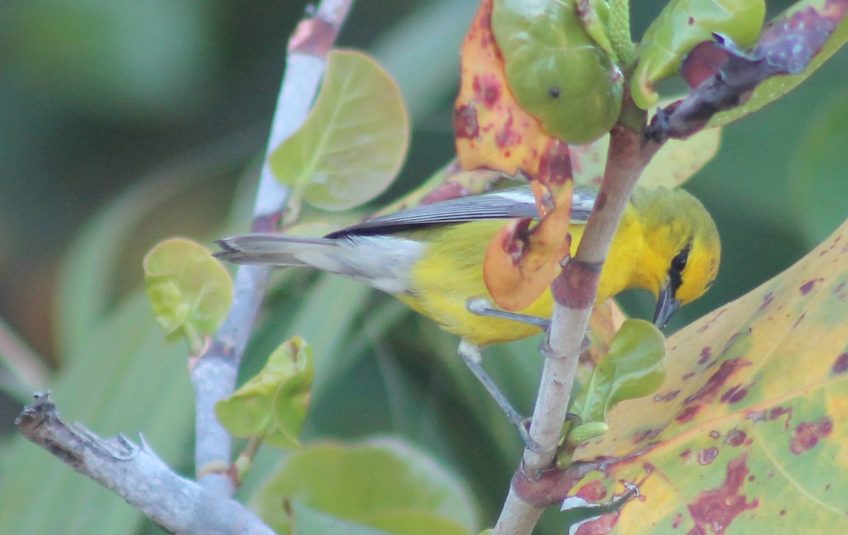 Blue-winged Warbler - Leslie W