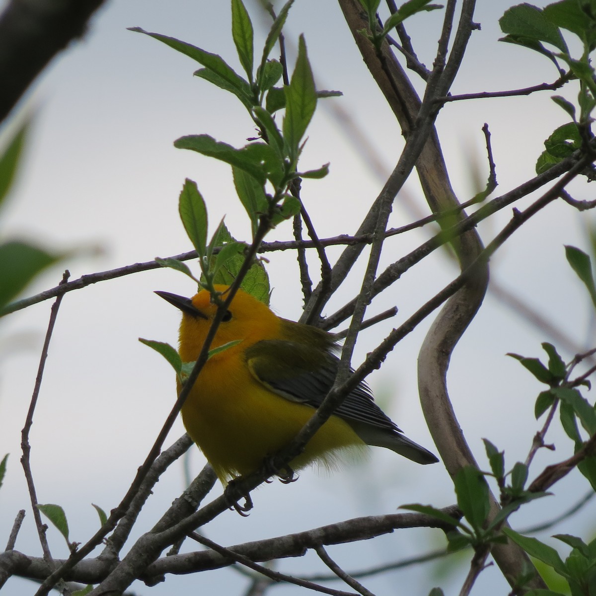 Prothonotary Warbler - Tom Eck