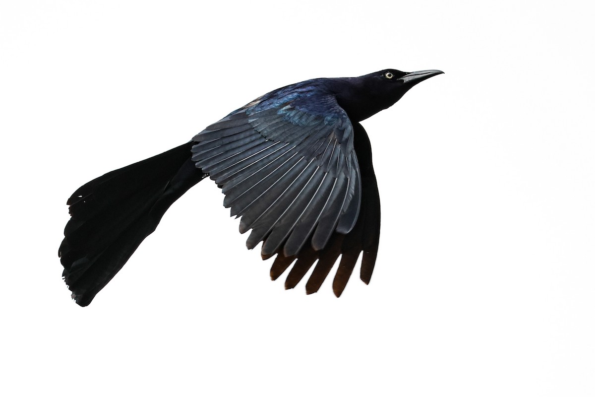 Great-tailed Grackle - ML617940417