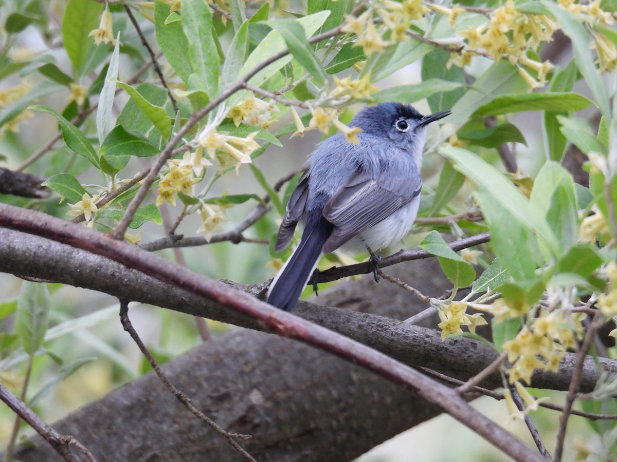 Blue-gray Gnatcatcher (caerulea) - ML617940431