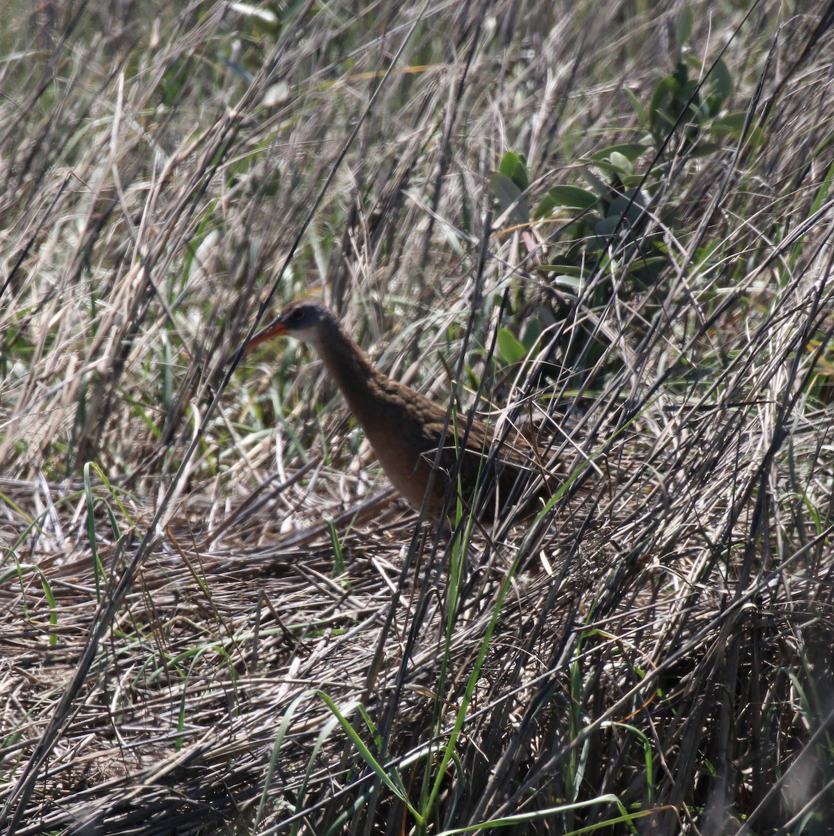 Clapper Rail - Andrew From
