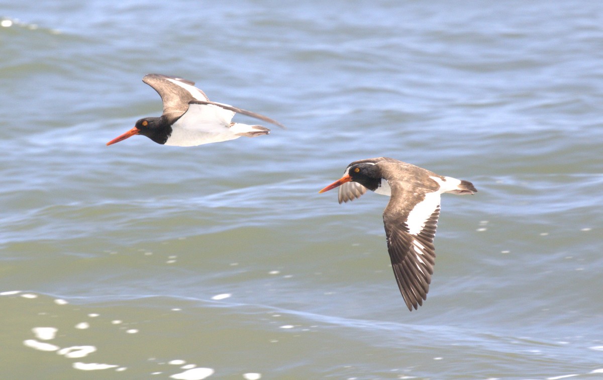 American Oystercatcher - Andrew From